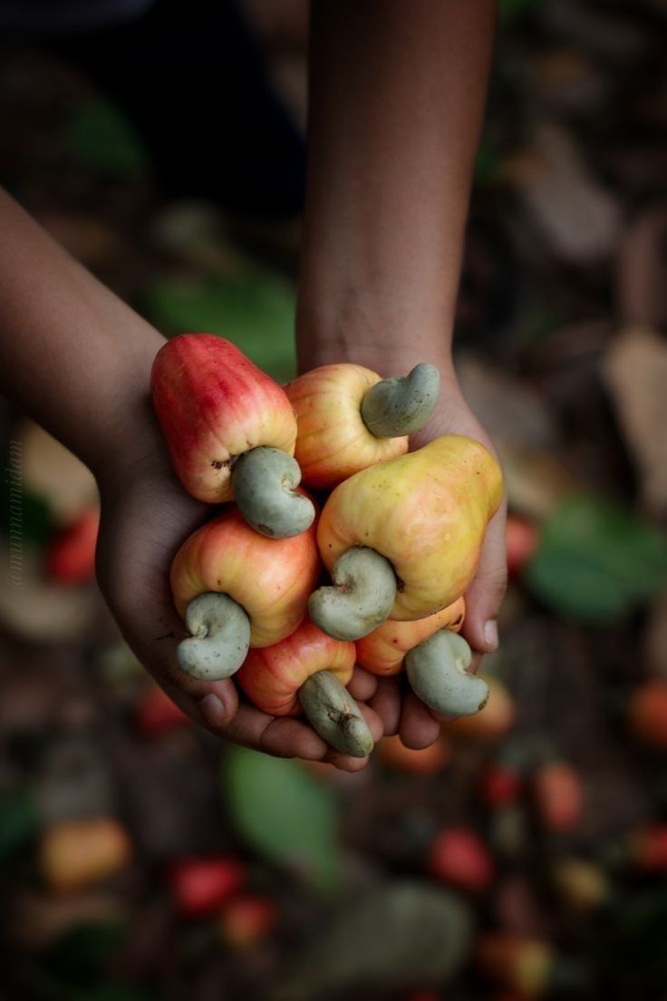 Traditional Kokan speciality Fresh Cashew Fruit presented in its local setting